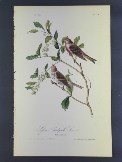 Audubon First Edition Octavo print Plate No.179 Lesser Redpoll Linnet