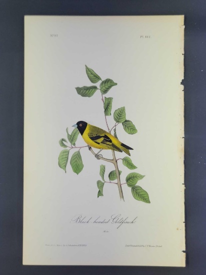 Audubon First Edition Octavo print Plate No. 182 Black-headed Goldfinch