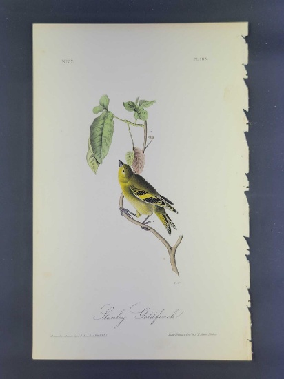 Audubon First Edition Octavo Print Plate No. 185 Stanley Goldfinch