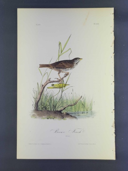 Audubon First Edition Octavo Print Plate No. 187 Brown Finch