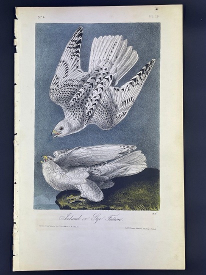 Audubon 1st Ed. Octavo Pl. 19 Iceland or Gyr Falcon