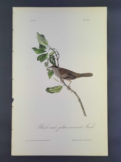 Audubon First Edition Octavo Print Plate No. 193 Black-and yellow-crowned Finch