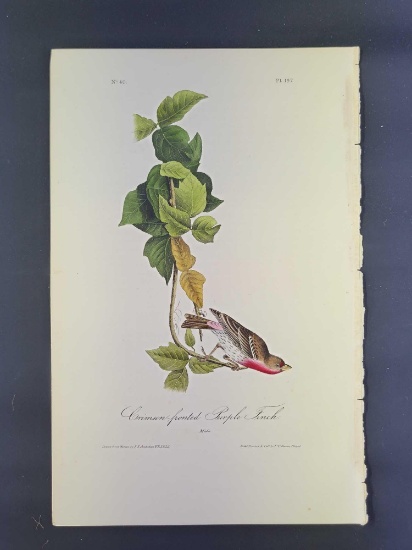 Audubon First Edition Octavo Print Plate No. 197 Crimson-fronted Purple Finch
