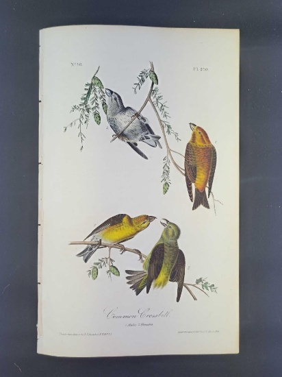 Audubon First Edition Octavo Print Plate No. 200 Common Crossbill