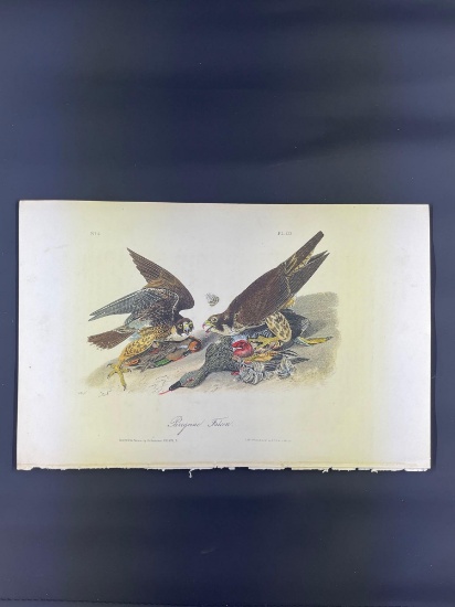 Audubon Plate 20 First Octavo Edition Peregrine Falcon
