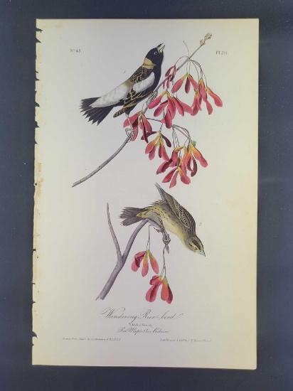 Audubon First Edition Octavo Print Plate No. 211 Wandering Rice-bird