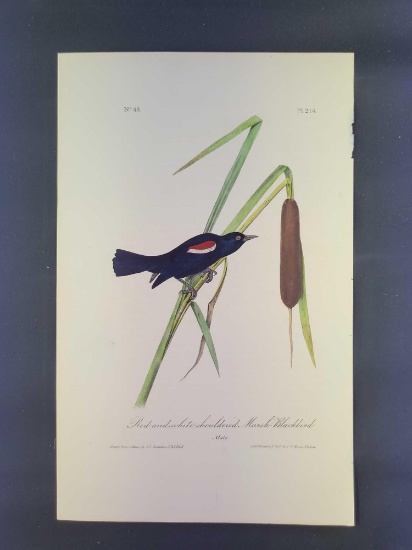 Audubon First Edition Octavo Print Plate No. 214 Red-and-white-shouldered Marsh-Blackbird