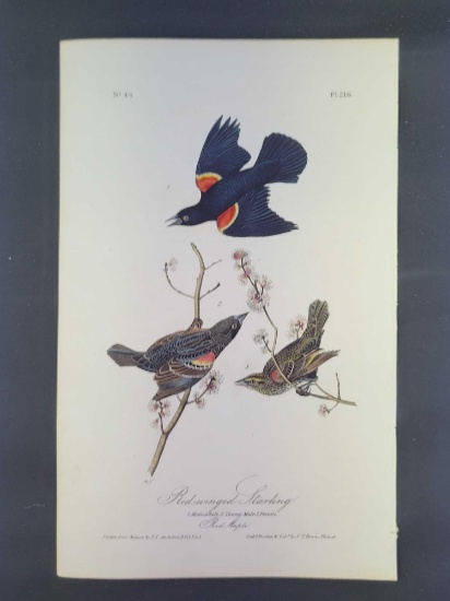 Audubon First Edition Octavo Print Plate No. 216 Red-winged Starling