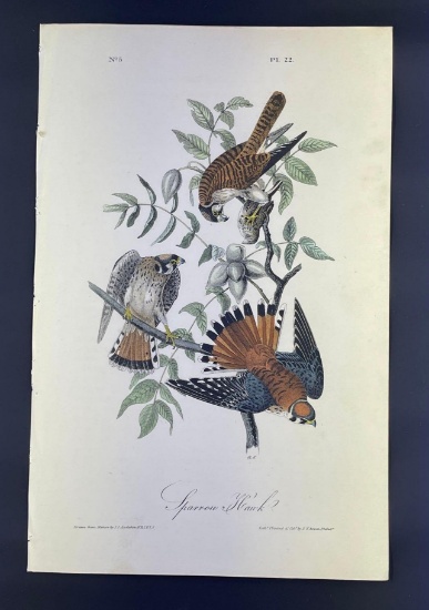 Audubon Pl 22 Sparrow Hawk Octavo First Edition