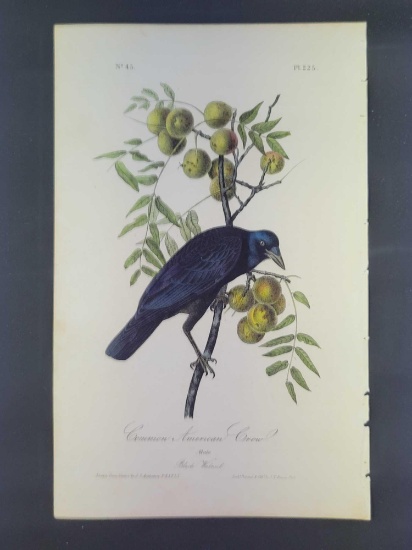 Audubon First Edition Octavo Print Plate No. 225 Common American Crow