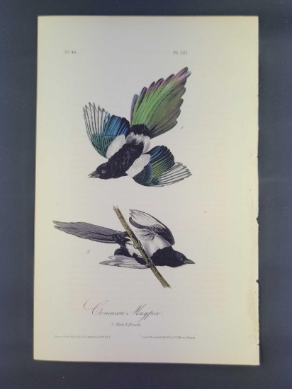 Audubon First Edition Octavo Print Plate No. 227 Common Magpie