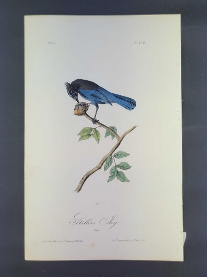 Audubon First Edition Octavo Print Plate No. 230 Stellers Jay