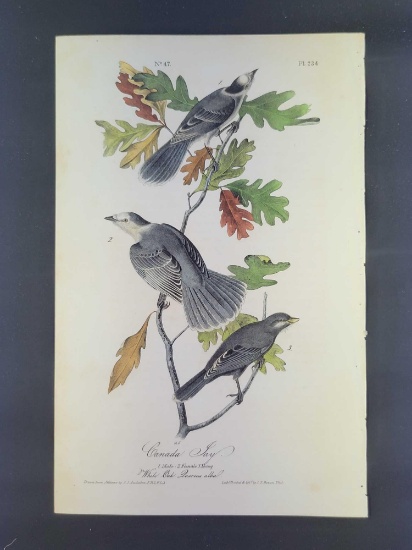 Audubon First Edition Octavo Print Plate No. 234 Canada jay