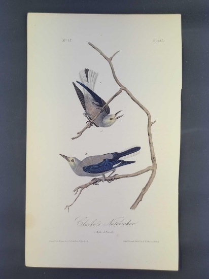 Audubon First Edition Octavo Print Plate No. 235 Clarke's Nutcracker