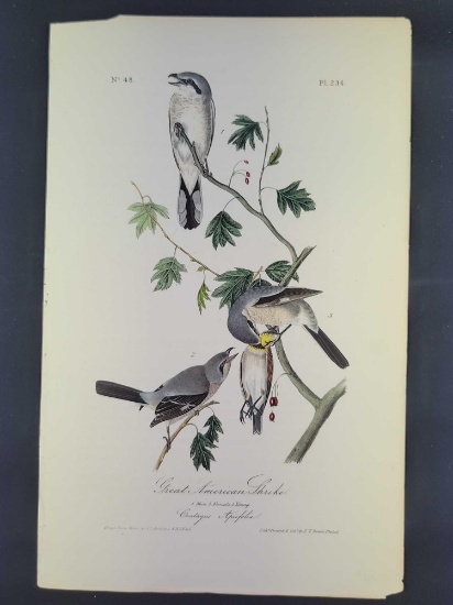 Audubon First Edition Octavo Print Plate No. 236 Great American Shrike