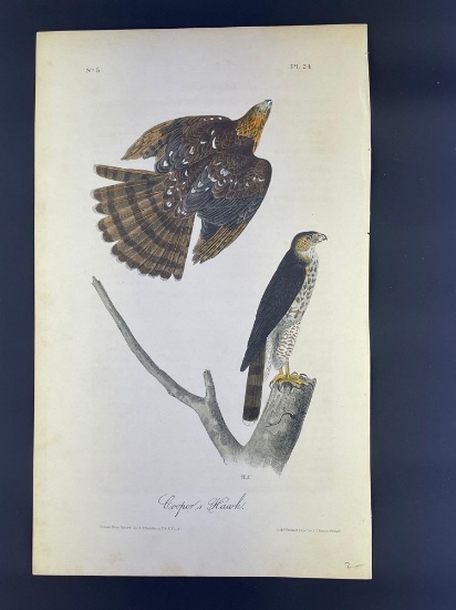 Audubon First Edition Octavo Cooper's Hawk Plate No. 24