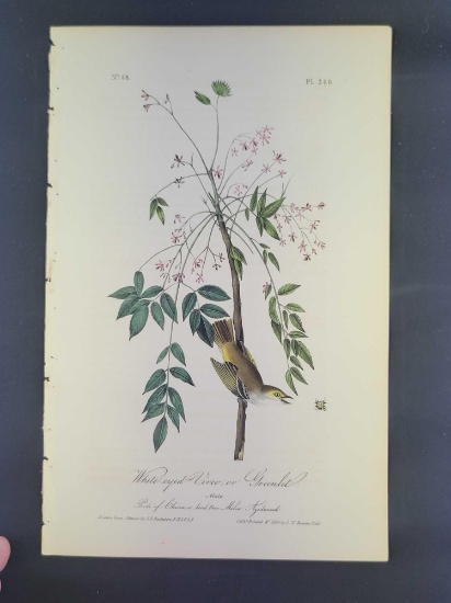 Audubon First Edition Octavo Print Plate No. 240 White-eyed Vireo or Greenlet
