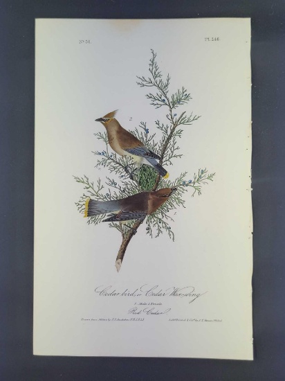 Audubon First Edition Octavo Print Plate No.246 Cedar bird or Cedar Wax-wing