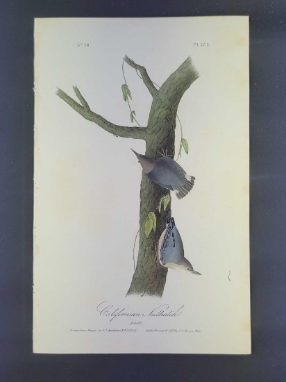 Audubon First Edition Octavo Print Plate No. 250 Californian Nuthatch