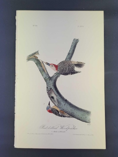 Audubon First Edition Octavo Print Plate No. 281 Red-bellied Woodpecker