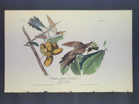 Audubon First Edition Octavo Print Plate No. 275 Yellow billed Cuckoo
