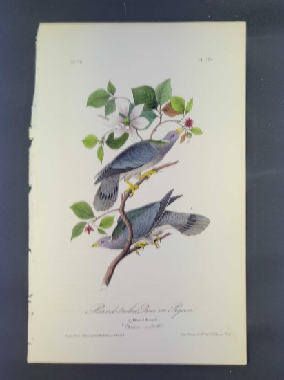Audubon First Edition Octavo Print Plate No. 279 Band Tailed Dove or Pigeon