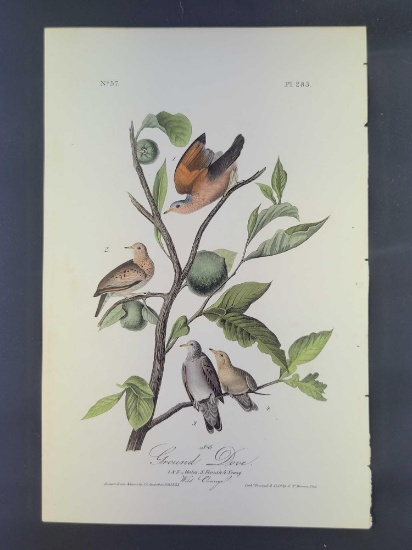 Audubon First Edition Octavo Print Plate No. 283 Ground Dove