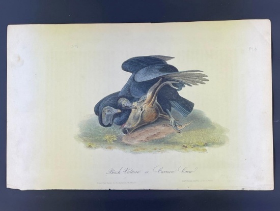 Audubon 1st Ed. Octavo Pl. 3 Black Vulture or Carrion Crow