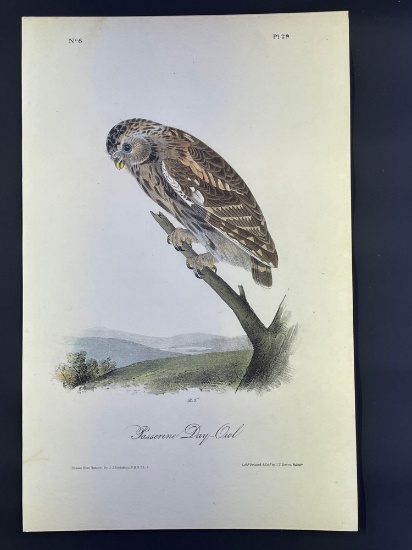 Audubon First Edition Octavo Plate No. 29 Passerine Day Owl