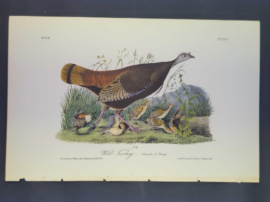 Audubon First Edition Octavo Print Plate No. 288 Wild Turkey (Female)