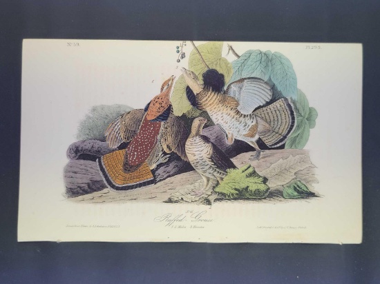 Audubon First Edition Octavo print Plate No. 293 Ruffed Grouse