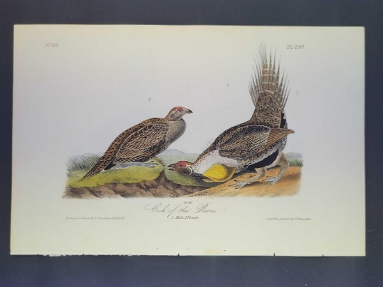 Audubon First Edition Octavo Print Plate No. 297 Cock of the Plains