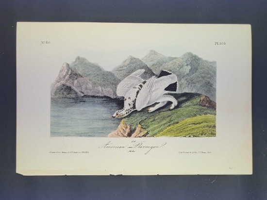 Audubon First Edition Octavo Print Plate No. 300 American Ptarmigan