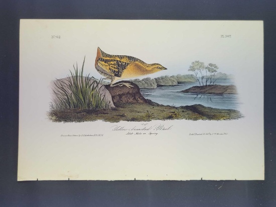 Audubon First Edition Octavo Print Plate No. 307 Yellow-breasted Rail