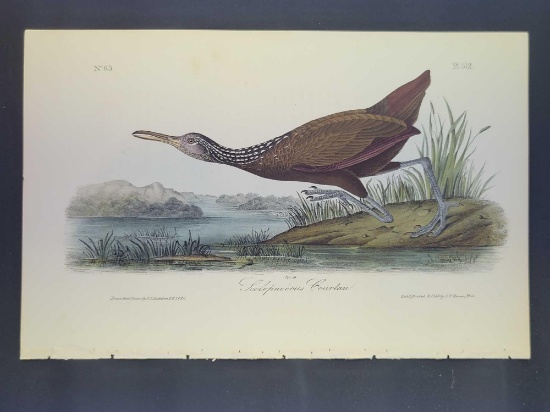 Audubon First Edition Octavo Print Plate No. 312 Scolopaceous Courlan