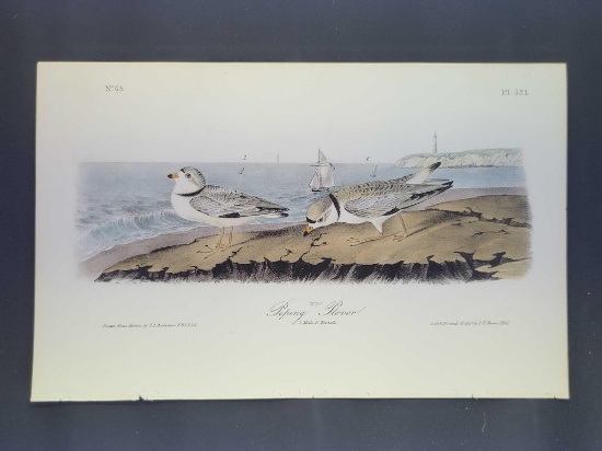 Audubon First Edition Octavo Print Plate No. 321 Piping Plover