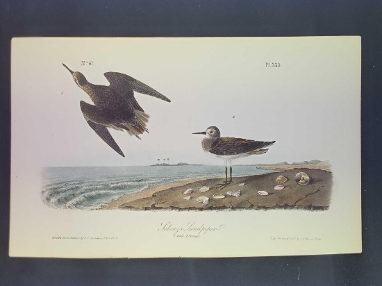 Audubon First Edition Octavo Plate No. 335 Schinz's Sandpiper