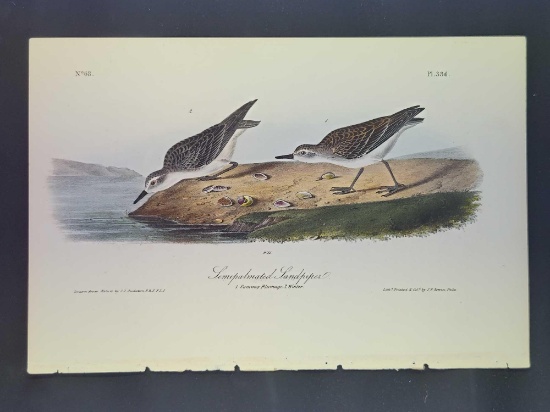 Audubon First Edition Octavo Plate No. 353 Semipalmated Sandpiper