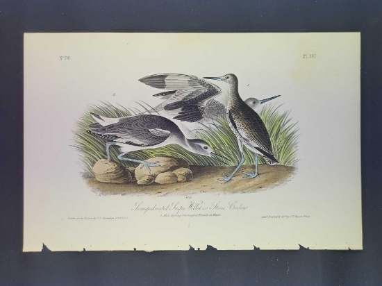 Audubon First Edition Octavo Plate No. 347 Semipalmated Snipe Willet or Stone Curlew