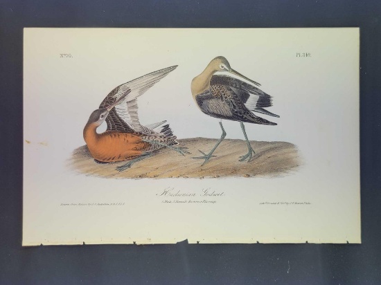 Audubon First Edition Octavo Plate No. 349 Hudsonian Godwit