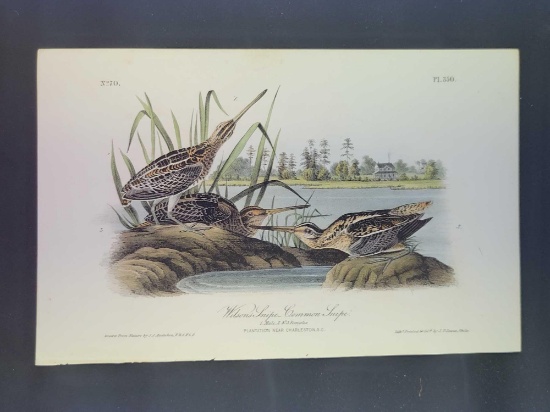 Audubon First Edition Octavo Plate No. 350 Wilson's Snipe - Common Snipe