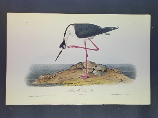 Audubon First Edition Octavo Plate No. 354 Black Neck Stick