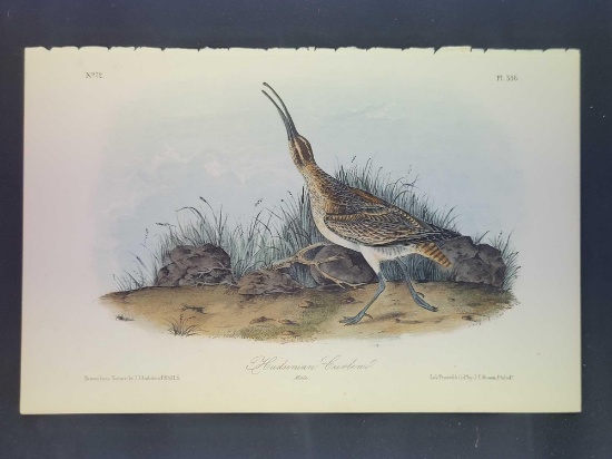 Audubon First Edition Octavo Plate No. 356 Hudsonian Curlew