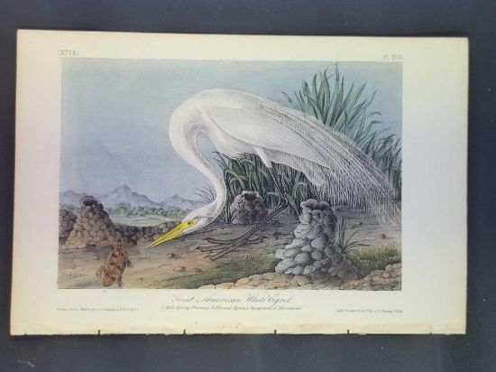 Audubon First Edition Octavo Plate No. 370 Great American White Egret