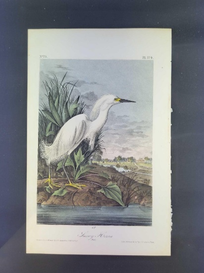 Audubon First Edition Octavo Plate No. 374 Snowy Heron