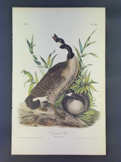 Audubon First Edition Octavo Plate No. 376 Canada Goose