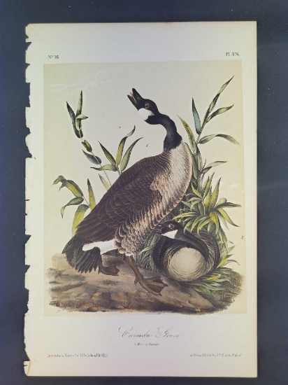 Audubon First Edition Octavo Plate No. 376 Canada goose
