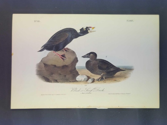 Audubon First Edition Octavo Plate No. 402 Black or Surf Duck