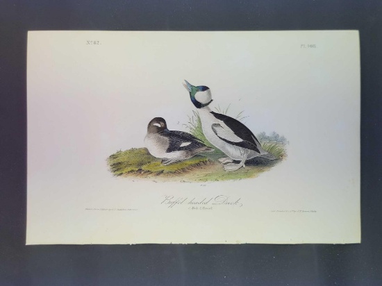 Audubon First Edition Octavo Plate No. 408 Buffet Headed Duck