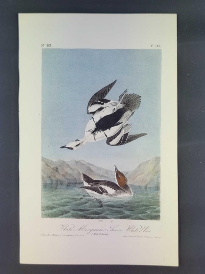 Audubon First Edition Octavo Plate No. 414 White Merganser Smew White hen